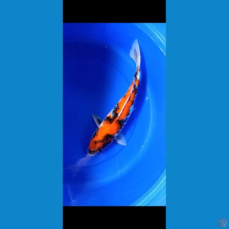 Showa 44cm