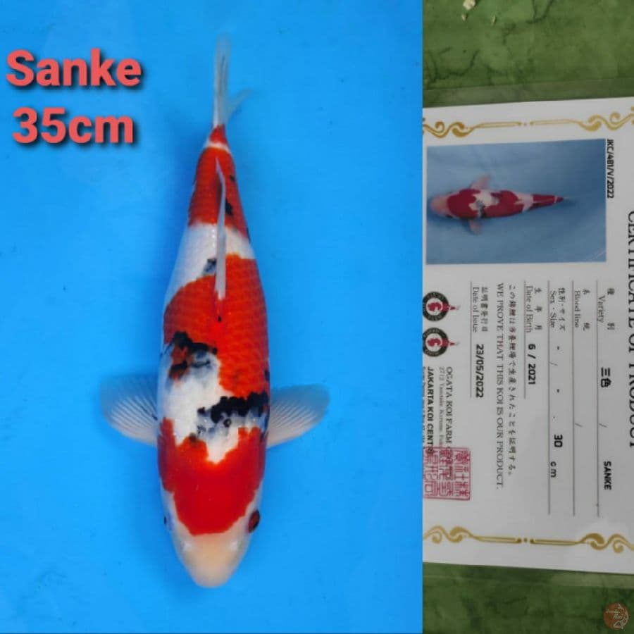 OGATA SANKE 35CM SERTI