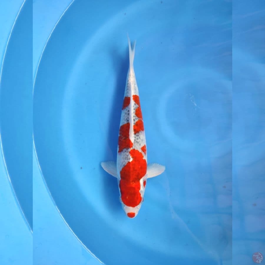 goshiki 38cm jantan