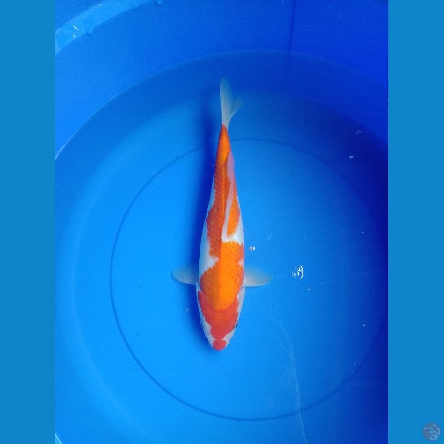 Showa inazuma 32 cm