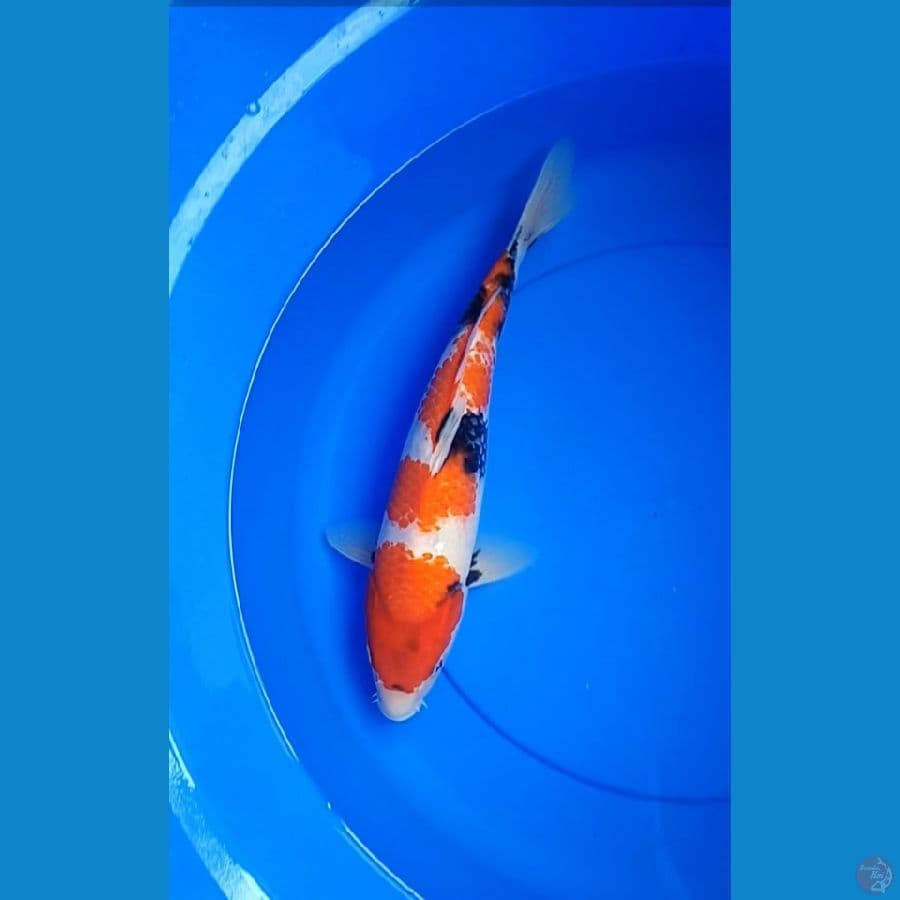 Showa kanoko 36 cm