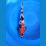 showa 50cm jantan 