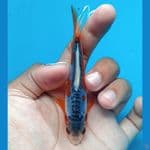 Minion shusui jos 11cm 