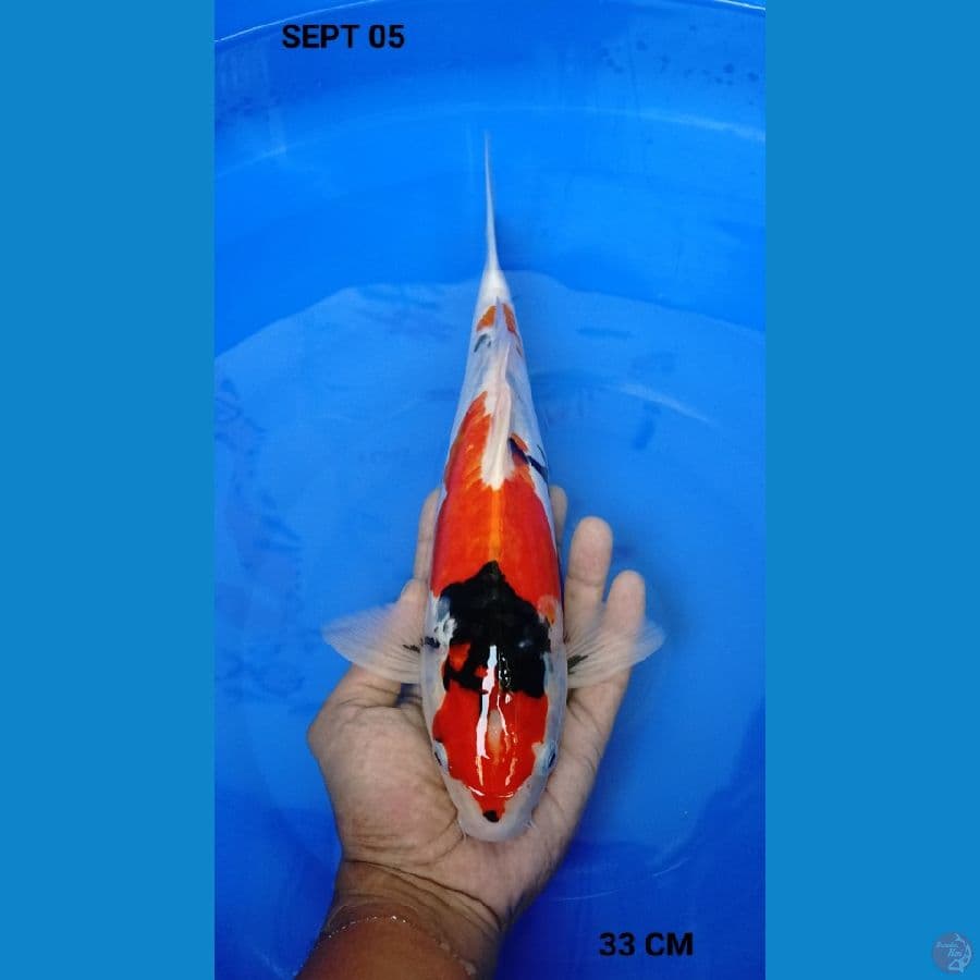 showa doitsu 33 cm