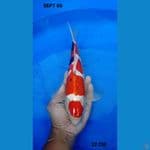 showa doitsu maruten 32 cm