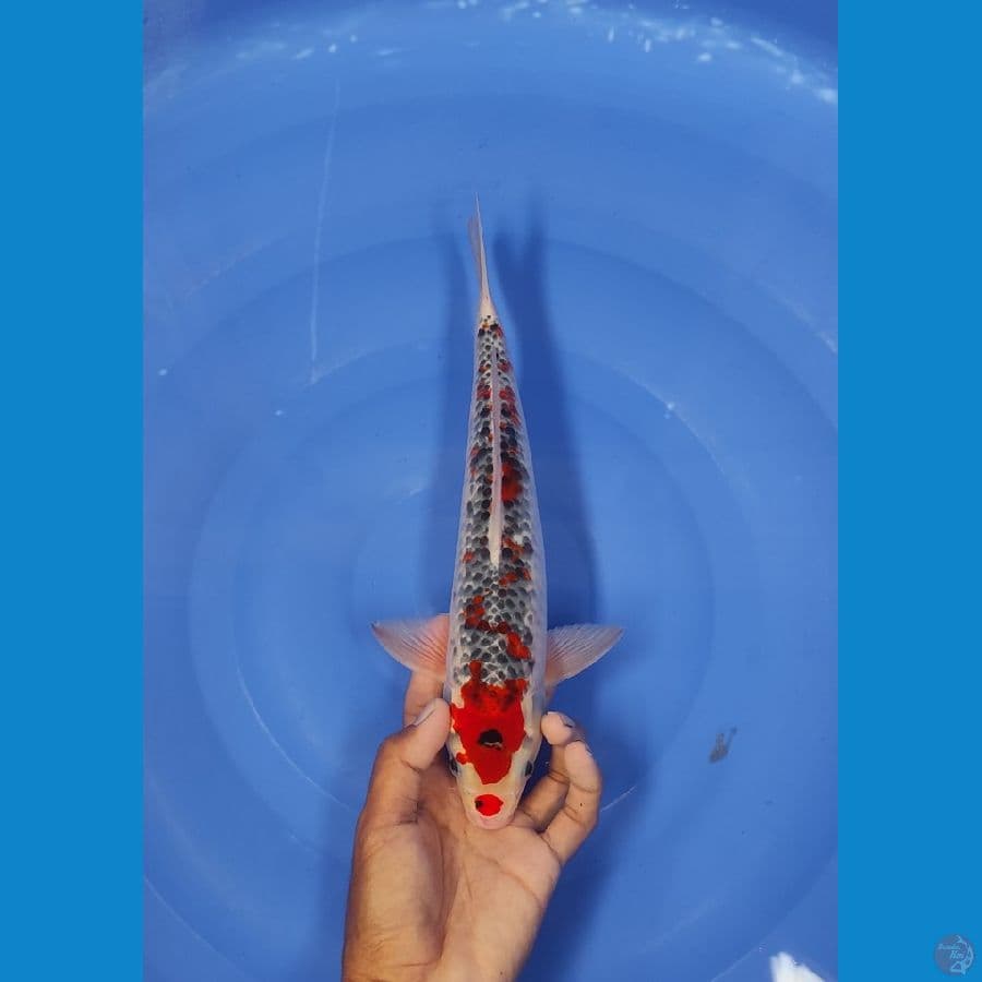32 CM ~ KANOKO GOSHIKI