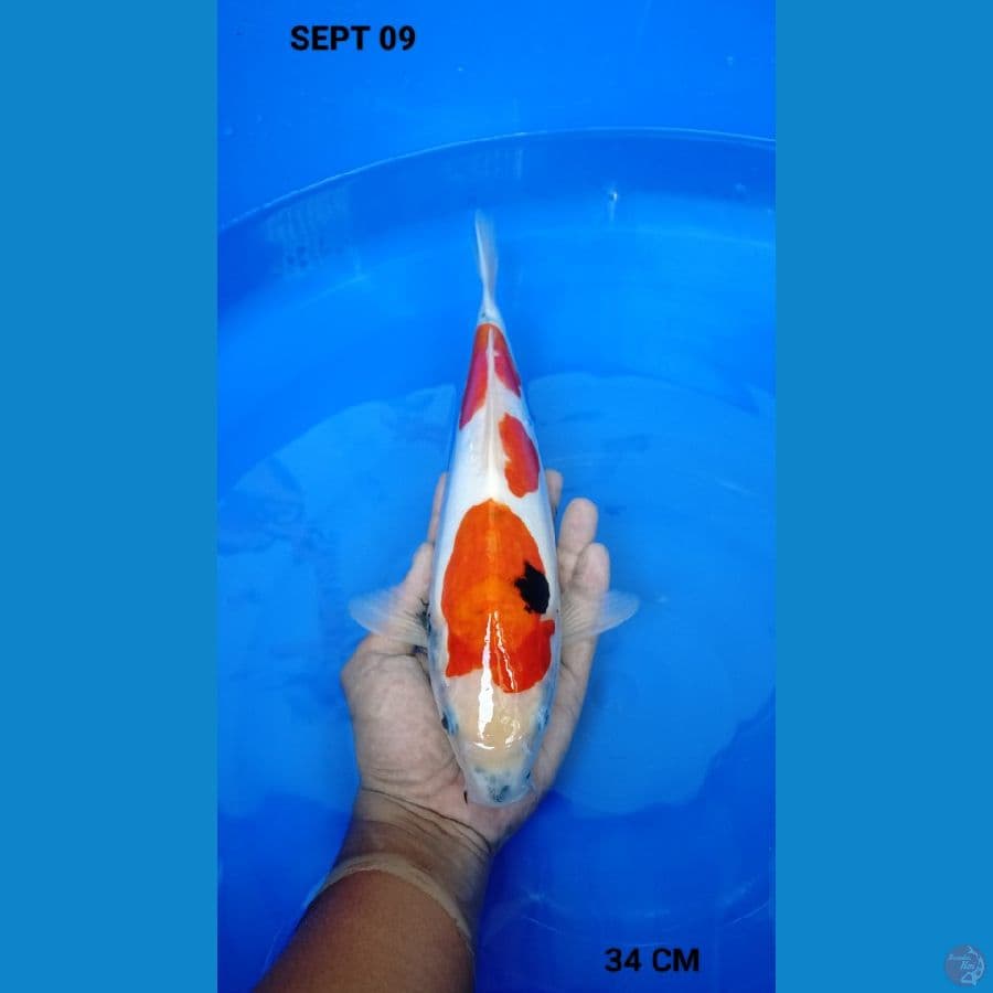 showa doitsu murni 34 cm