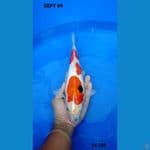 showa doitsu murni 34 cm