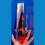 Showa 36cm