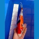 showa 36cm