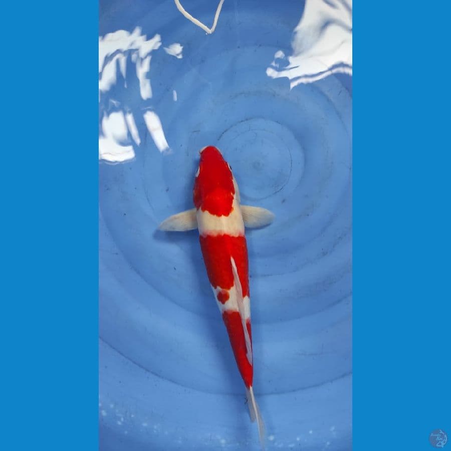 kohaku