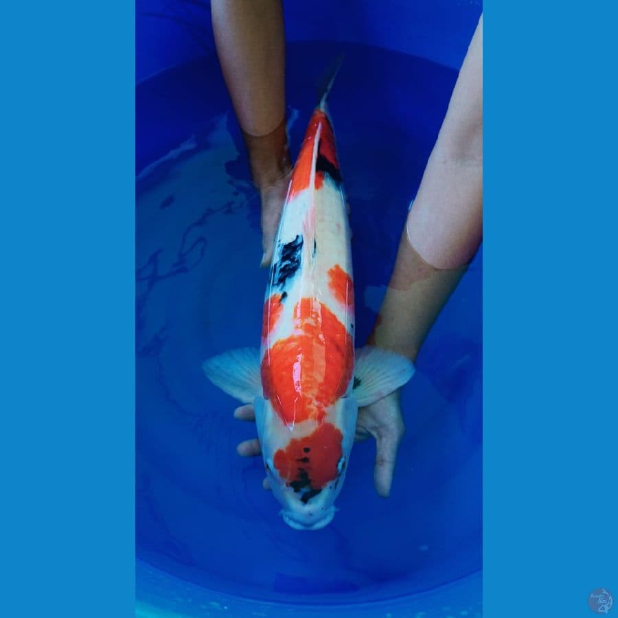 showa pejantan tangguh 62cm