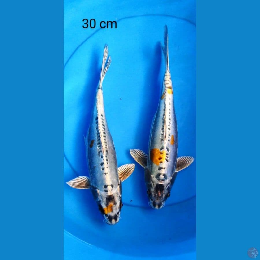 duo kiko 30 cm