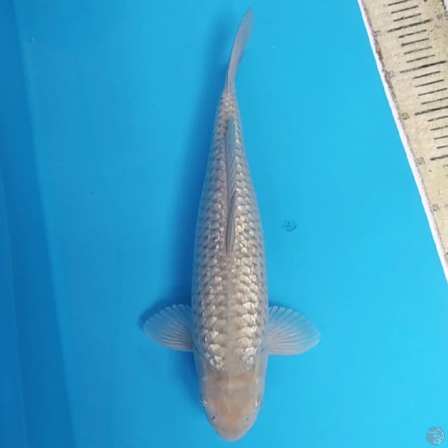 Soragoi Ginrin Berpunuk ~41