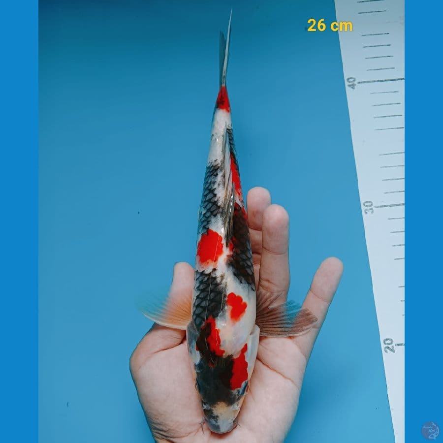 kindai 26 cm