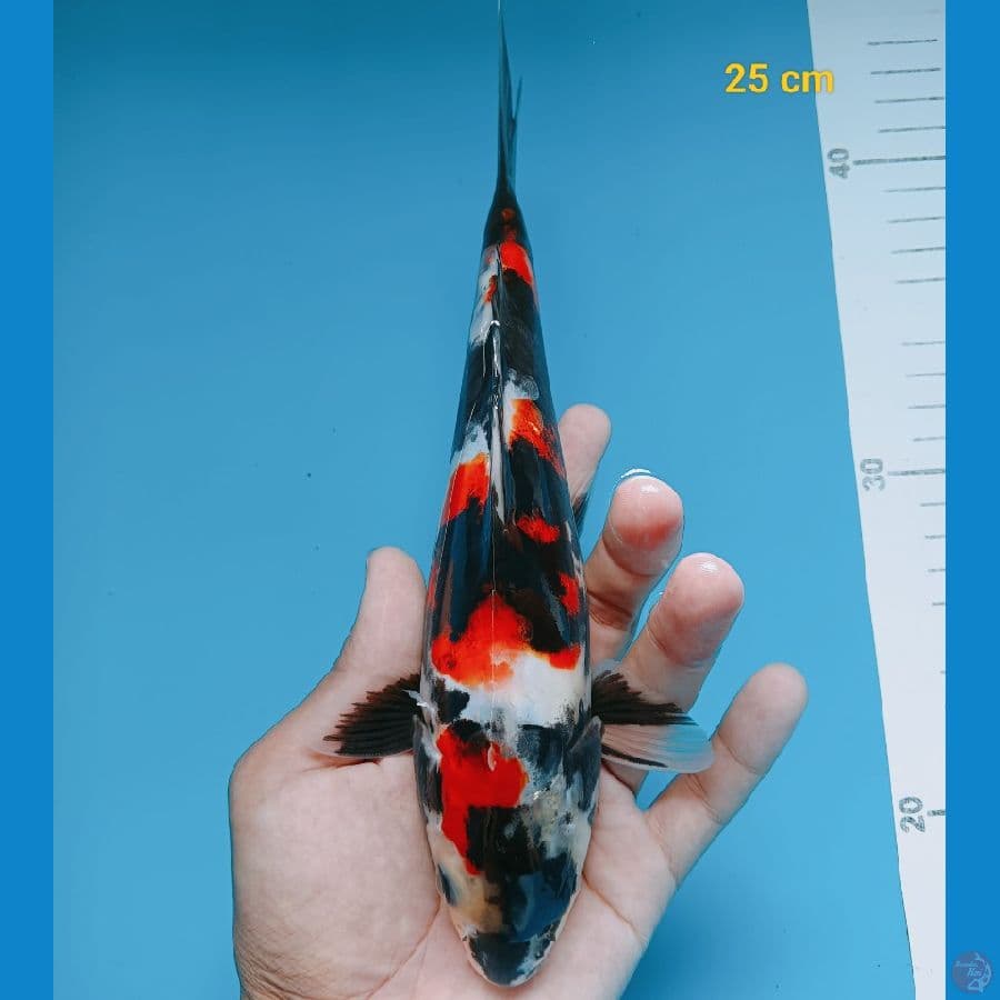 showa doit 24 cm