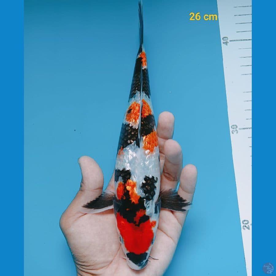 Shogin 26 cm