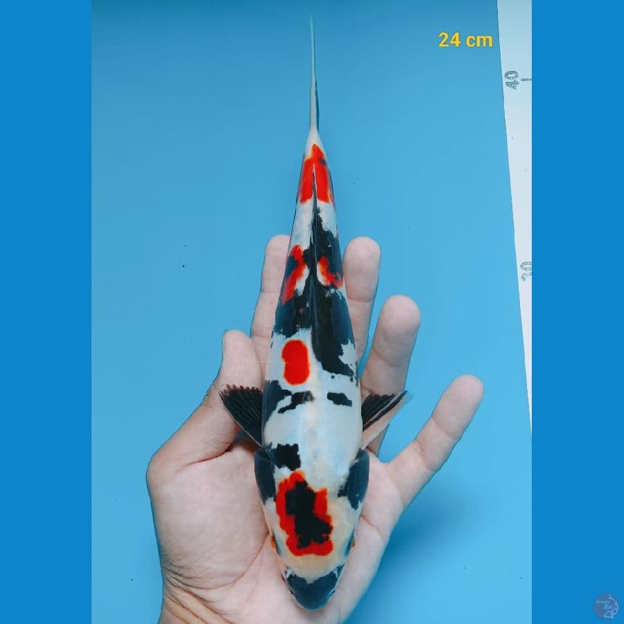 showa doit 24 cm