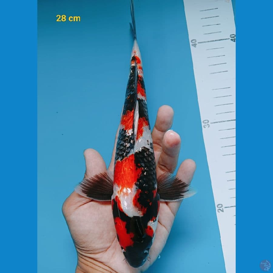 Shogin 28 cm