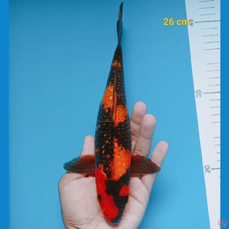 Hiu ginrin 26 cm