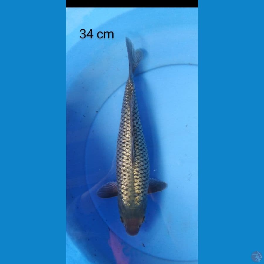 black diamond full ginrin punuk 34 cm