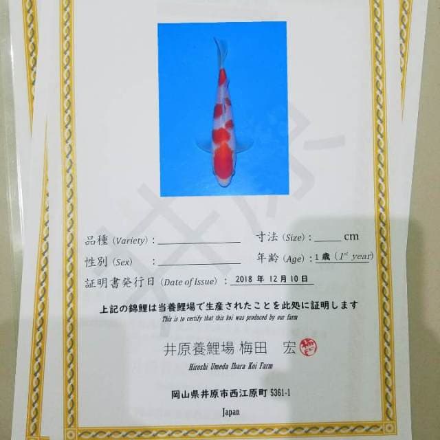 Kohaku Umeda Koi Farm