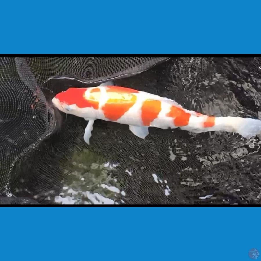 kohaku 42cm