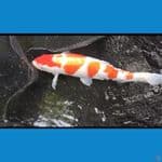 kohaku 42cm