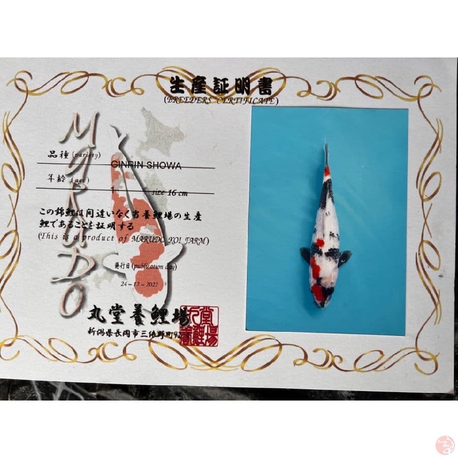 MARUDO GINRIN SHOWA 33cm