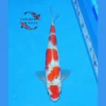 Maruten Goshiki 5 Step