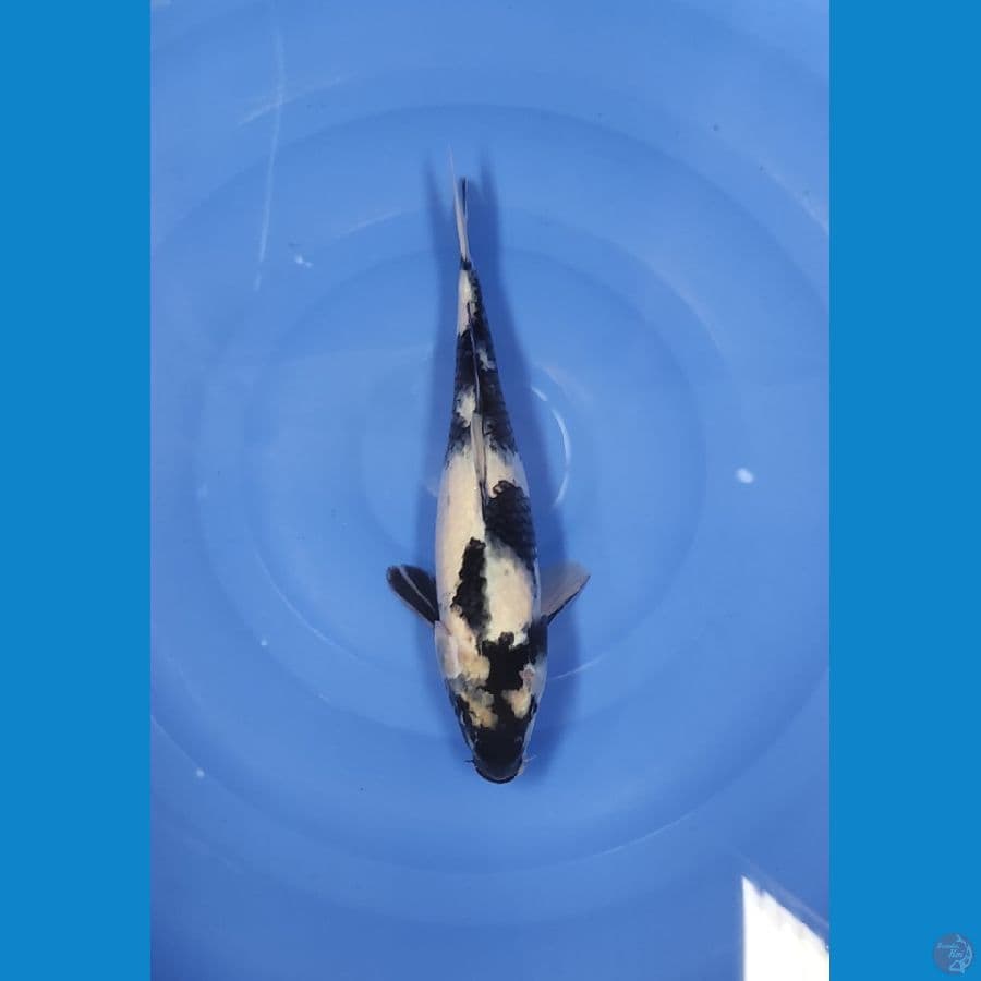 32 CM ~ SHIRO
