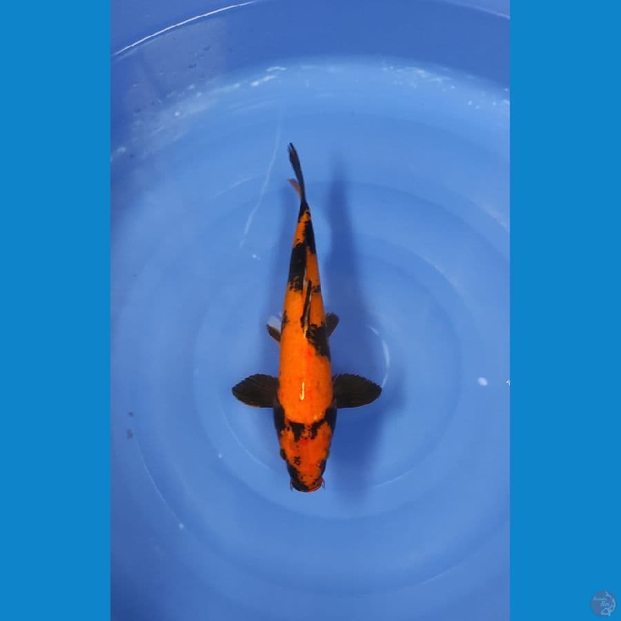 33 CM ~ UTSURI