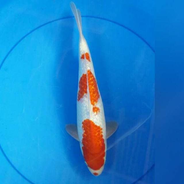 KOHAKU GINRIN SPESIAL 