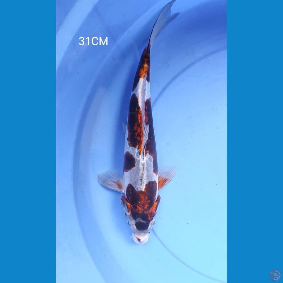 Kikoryu 31CM