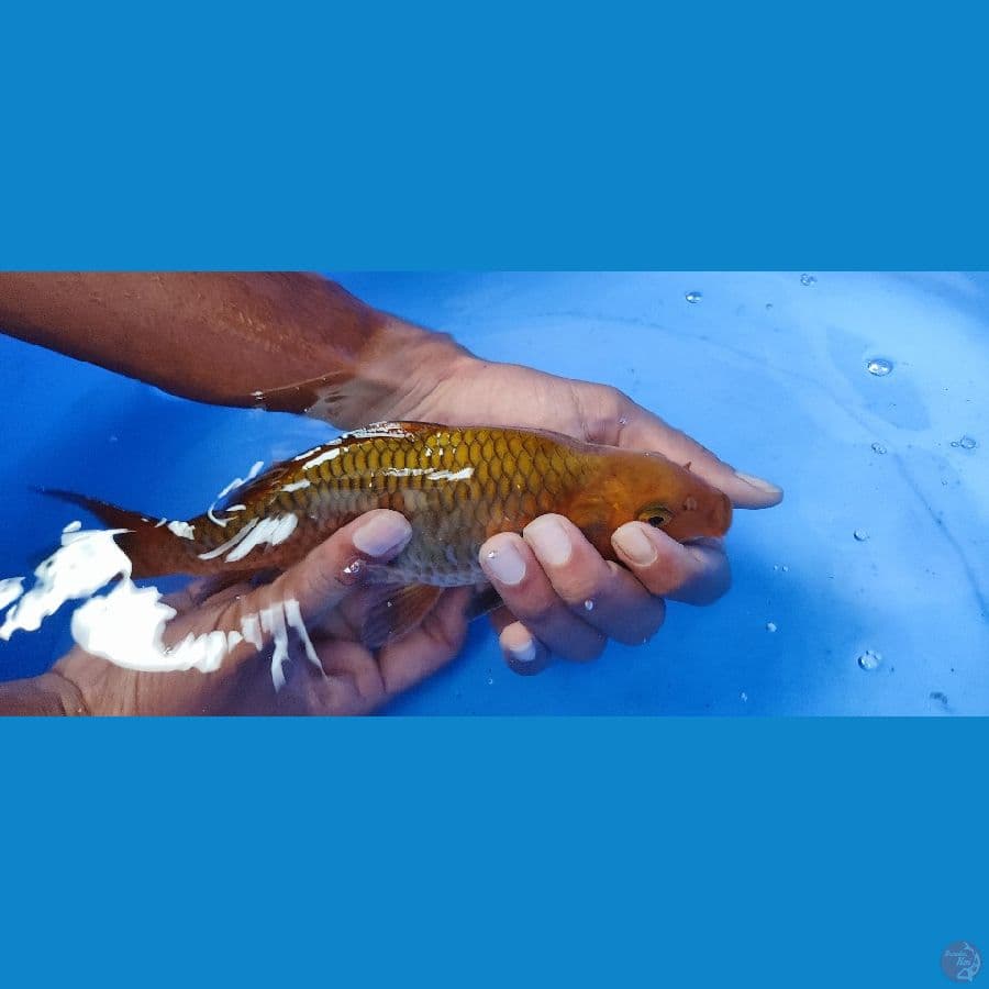 ChagoiBulky 20CM