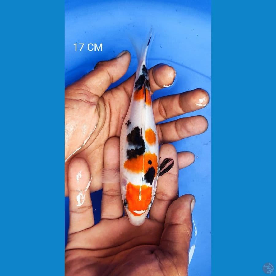 Sanke 17CM