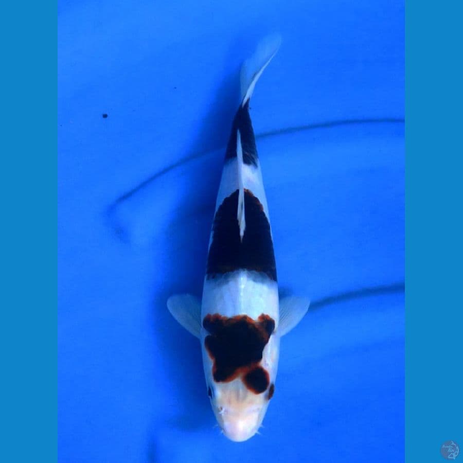 32cm ,budo Guromo