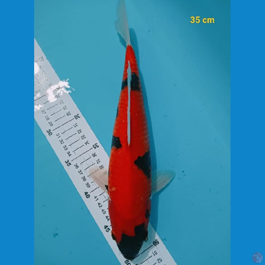 Hishowa bahan pemikiran 35 cm