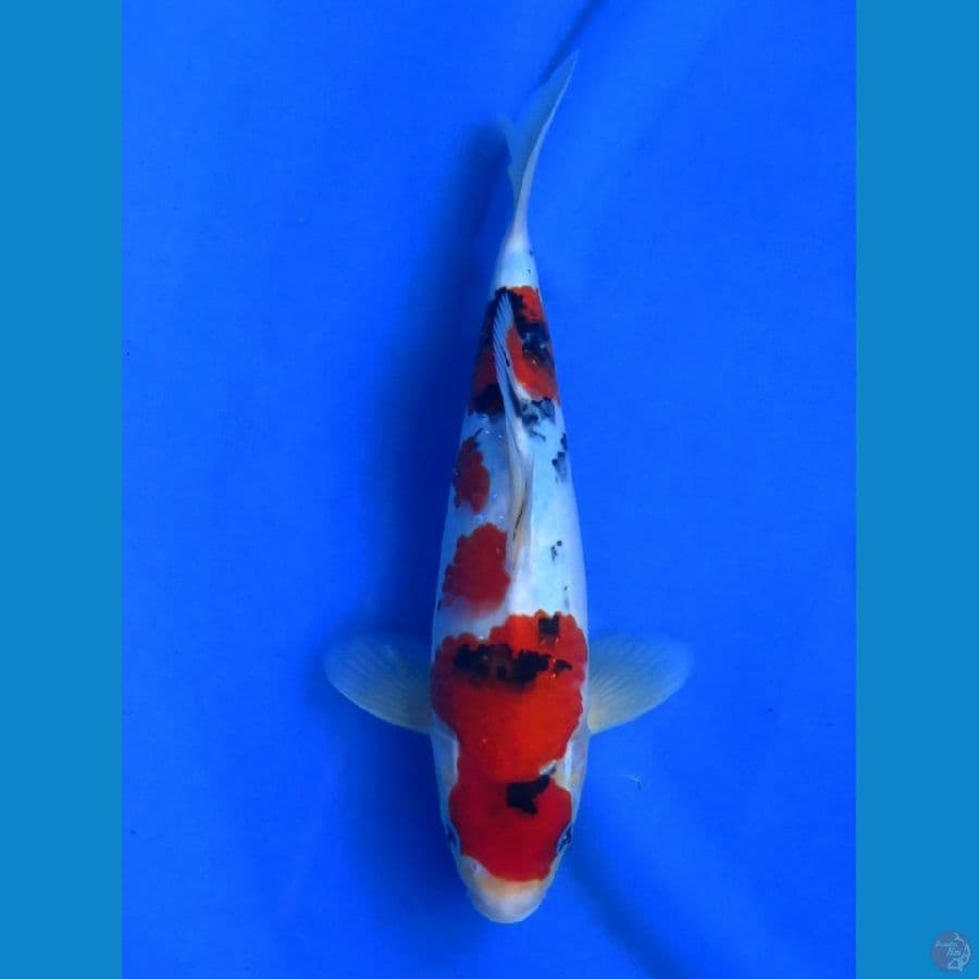 29cm , Red Sanke HQ ,