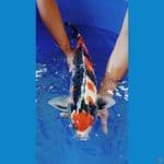 MAROTEN SHOWA SIZE 60CM