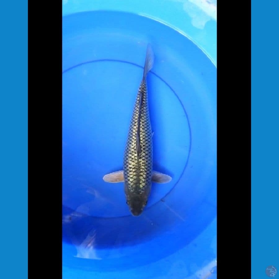 Black diamond 37 cm