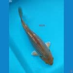 karamel 16cm ginrin 