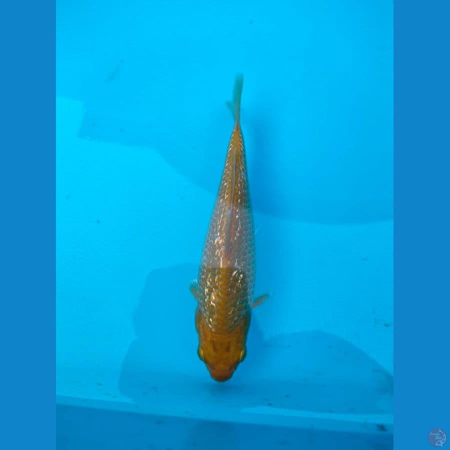 karasi ginrin padat 12cm