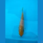 karasi ginrin padat 12cm