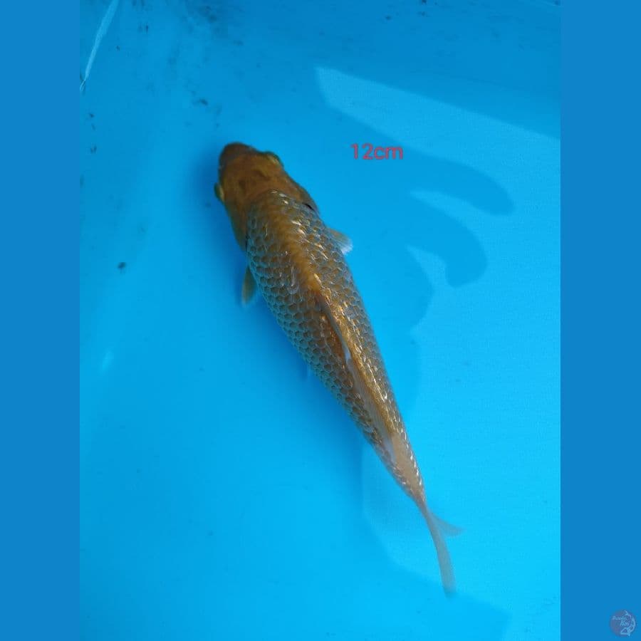 karasi ginrin padat 12cm