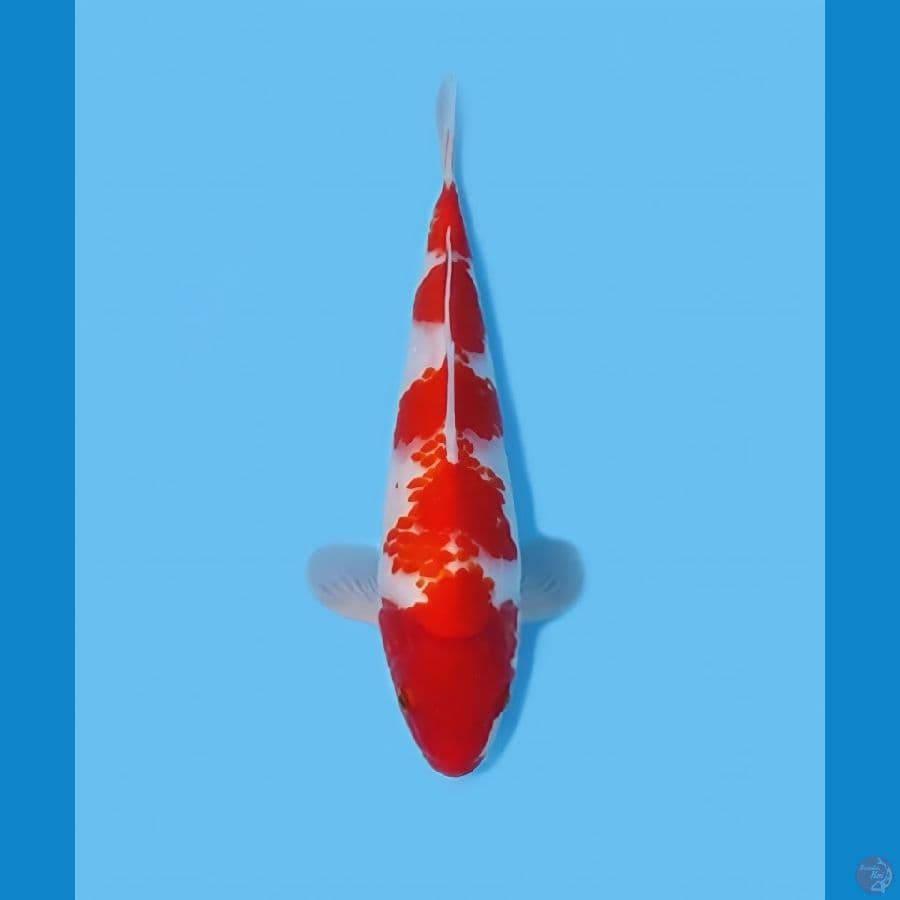 KOHAKU 28 CM - MALE 