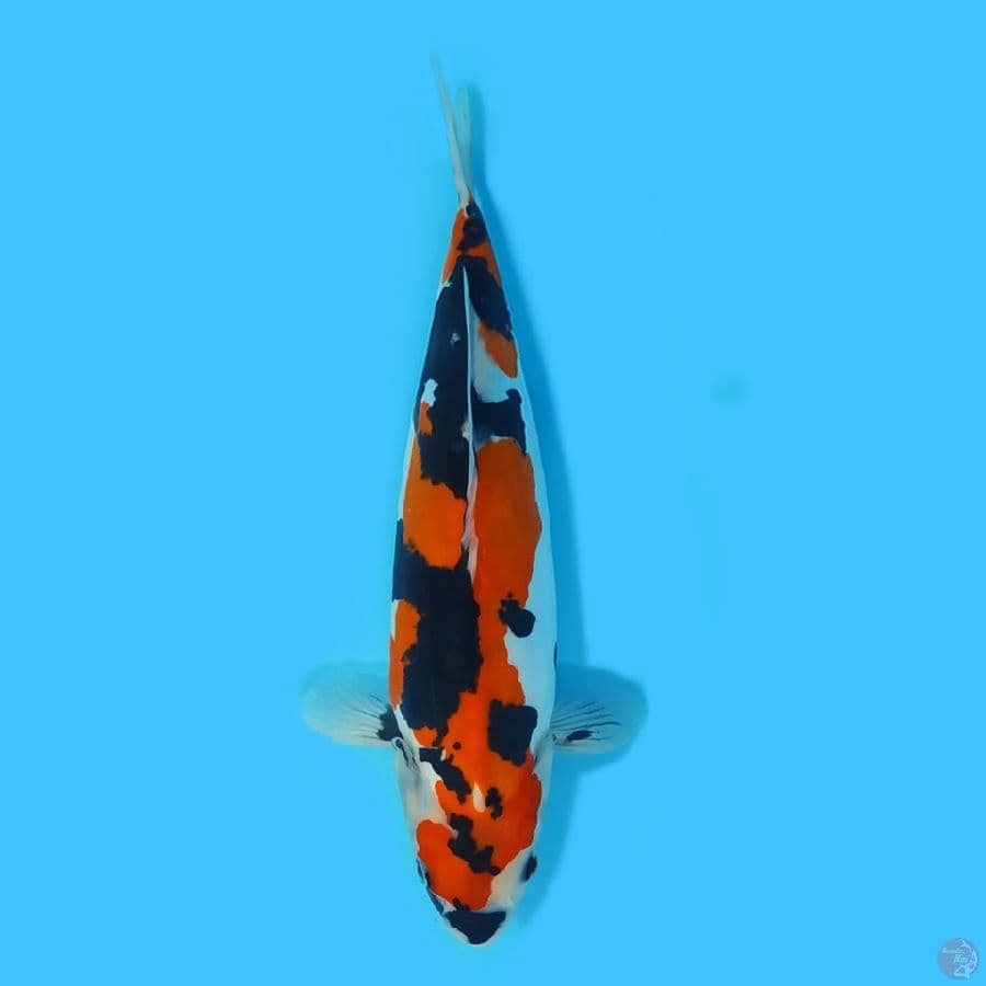 showa doitsu 33cm HQ Female