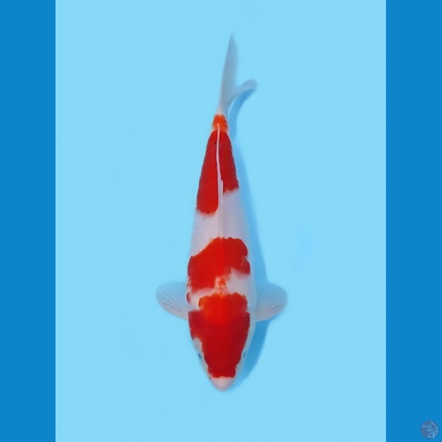 KOHAKU 29 CM - MALE 