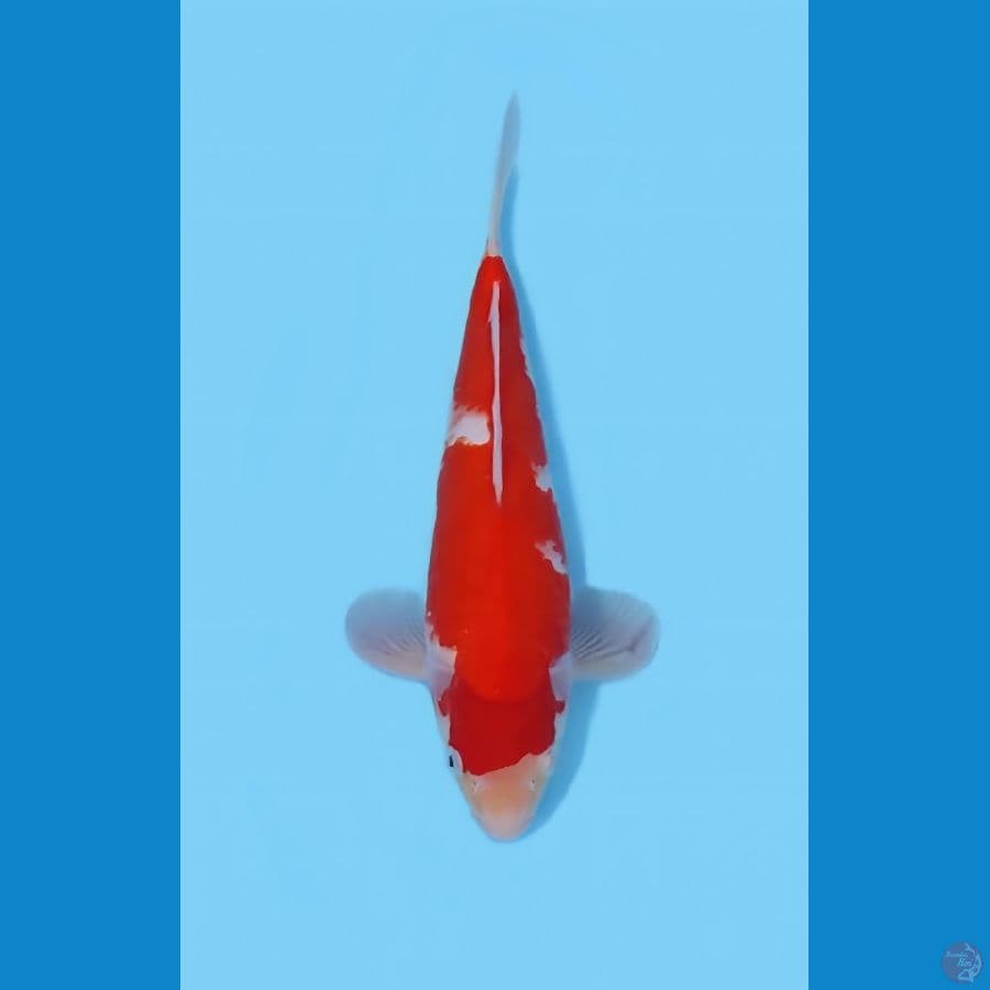 KOHAKU 28 CM - MALE