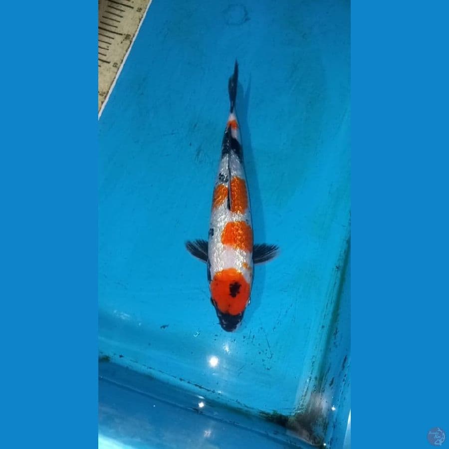 Ginrin showa 33cm
